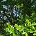 Sophora sp